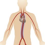 aorta-in-body-close