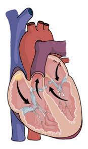 heart-valves-189x321