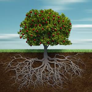 Social Determinants of Health Tree