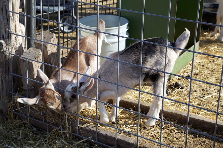 Are Dogs Allowed At Wheeler Farm