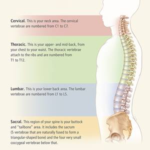 Spine Guide