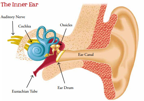 ear hurts infection anatomy nursing inner middle after ears pediatric eardrum fluid causes hearing nurse sick behind care physiology students