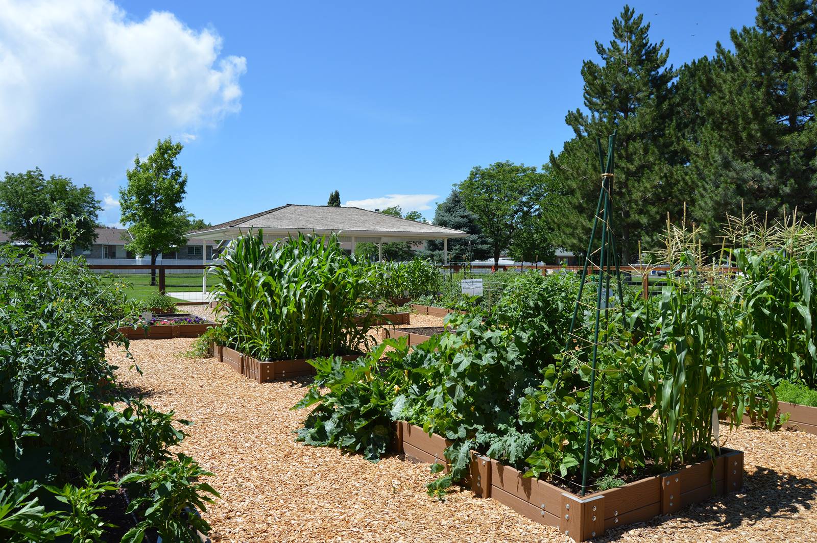 Garden Tips: Dealing with Pests, Overcrowding and Early Harvests