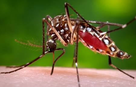 mosquitoes West Nile