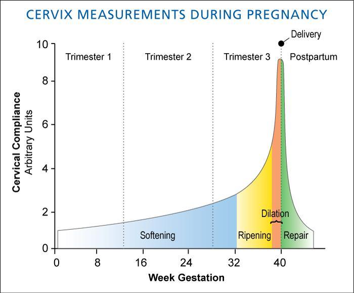 Cervical-Cimpliance-Chart