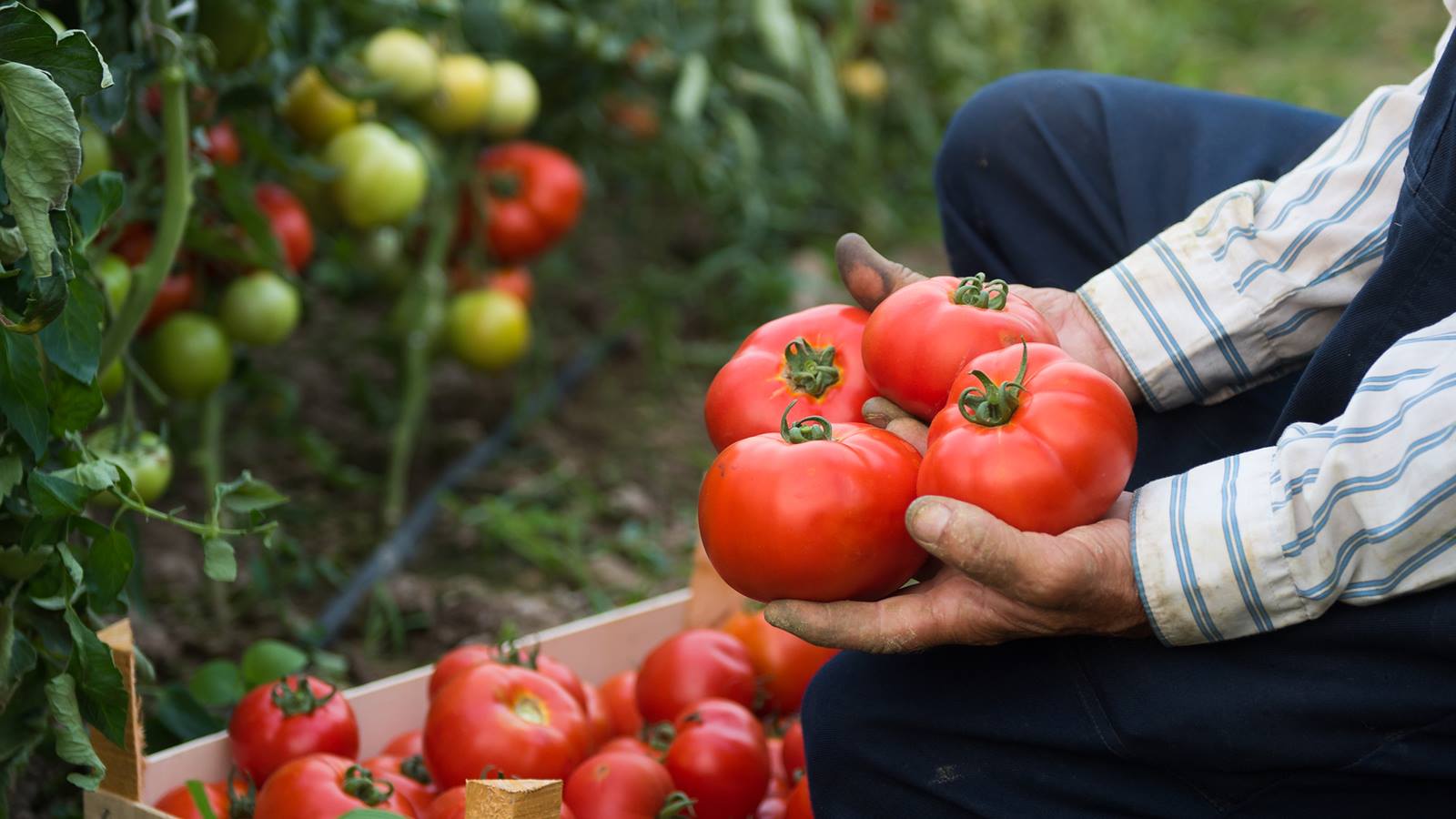 Homemade Marinara Sauce With Your Garden Tomatoes