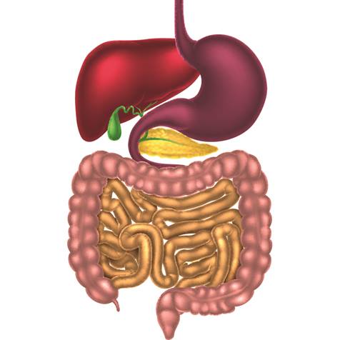 gastro-alimentary-canal-square.jpg?mw=476