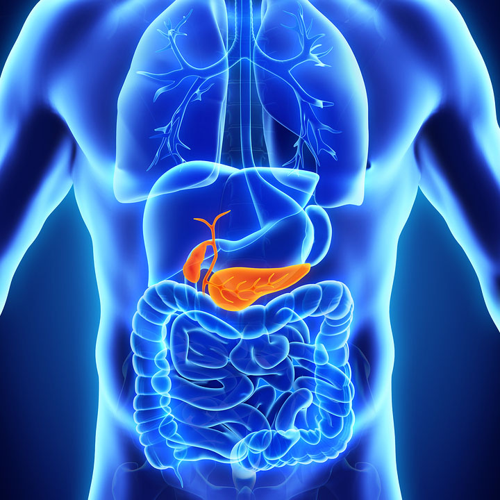 Pancreas Liver And Gallbladder Anatomy Poster Codex A - vrogue.co