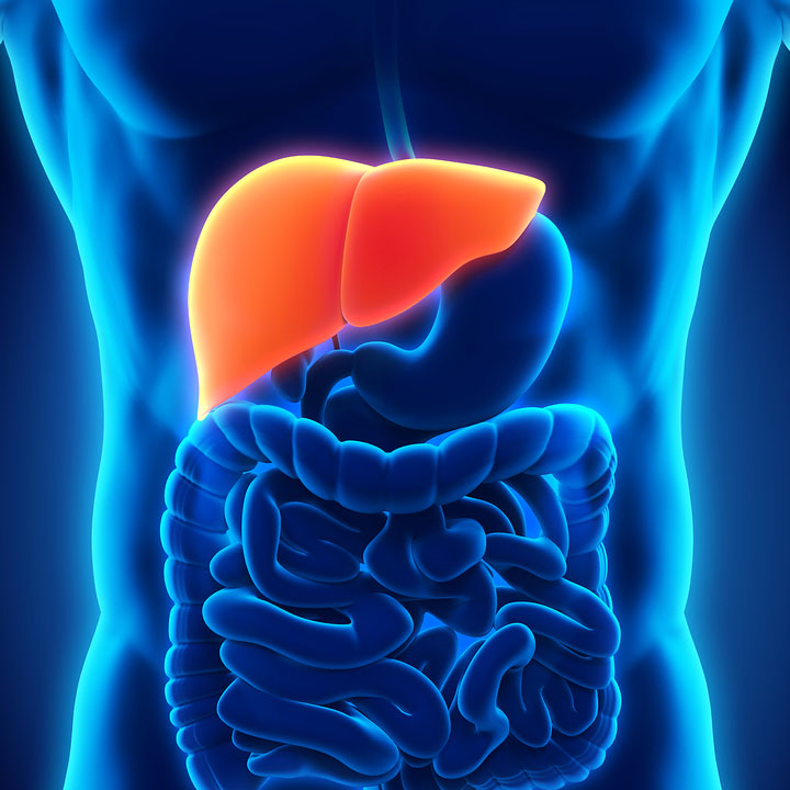 Liver | McKay-Dee Gastroenterology Clinic