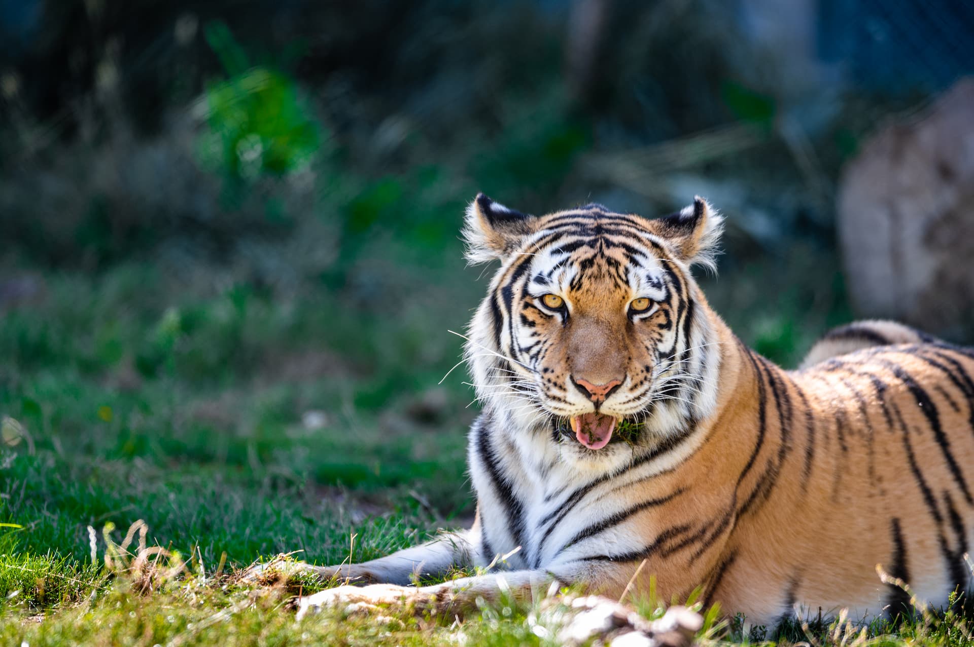 Tiger Denver Zoo
