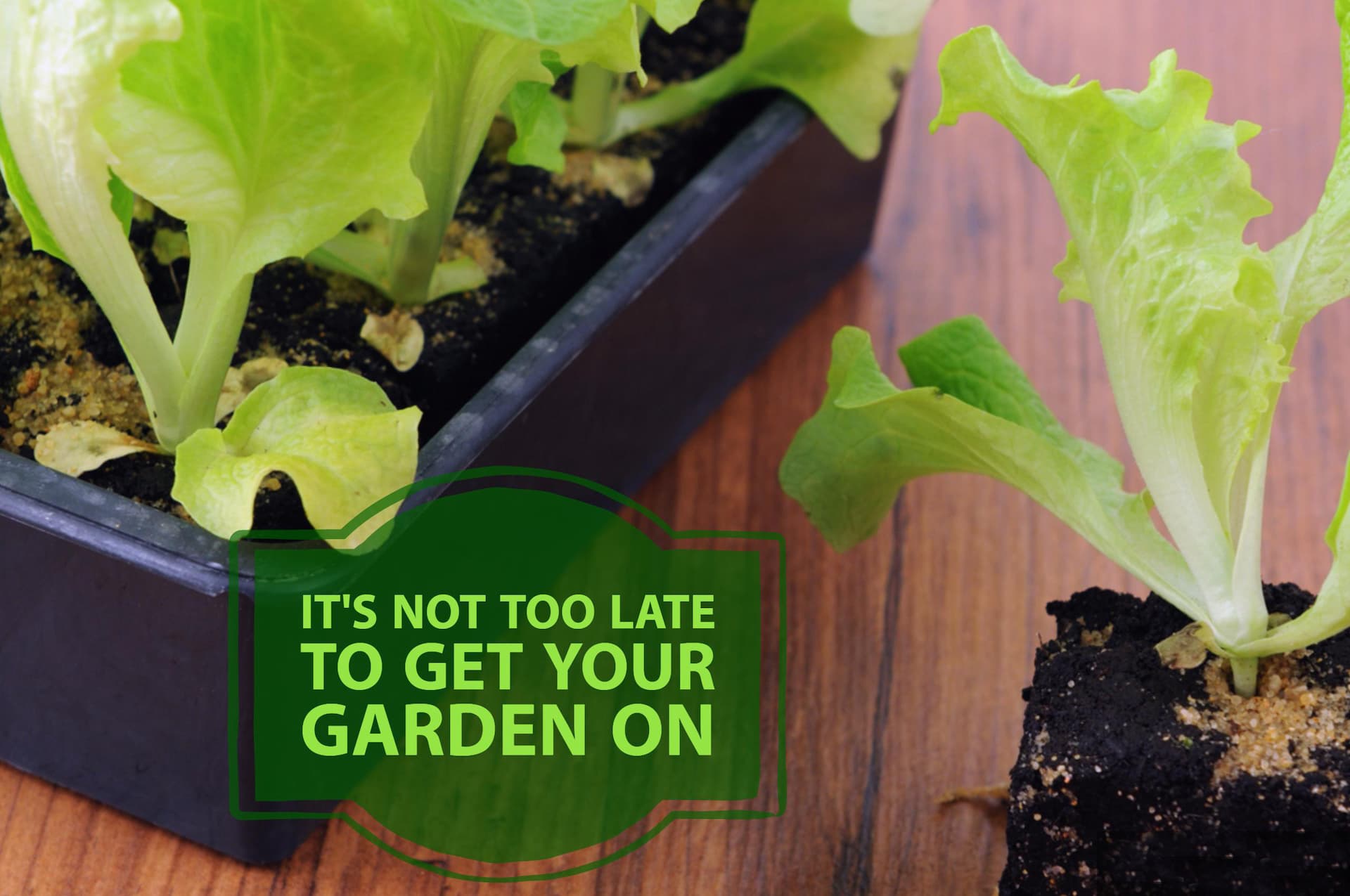 It’s Not Too Late to Get Your Garden On