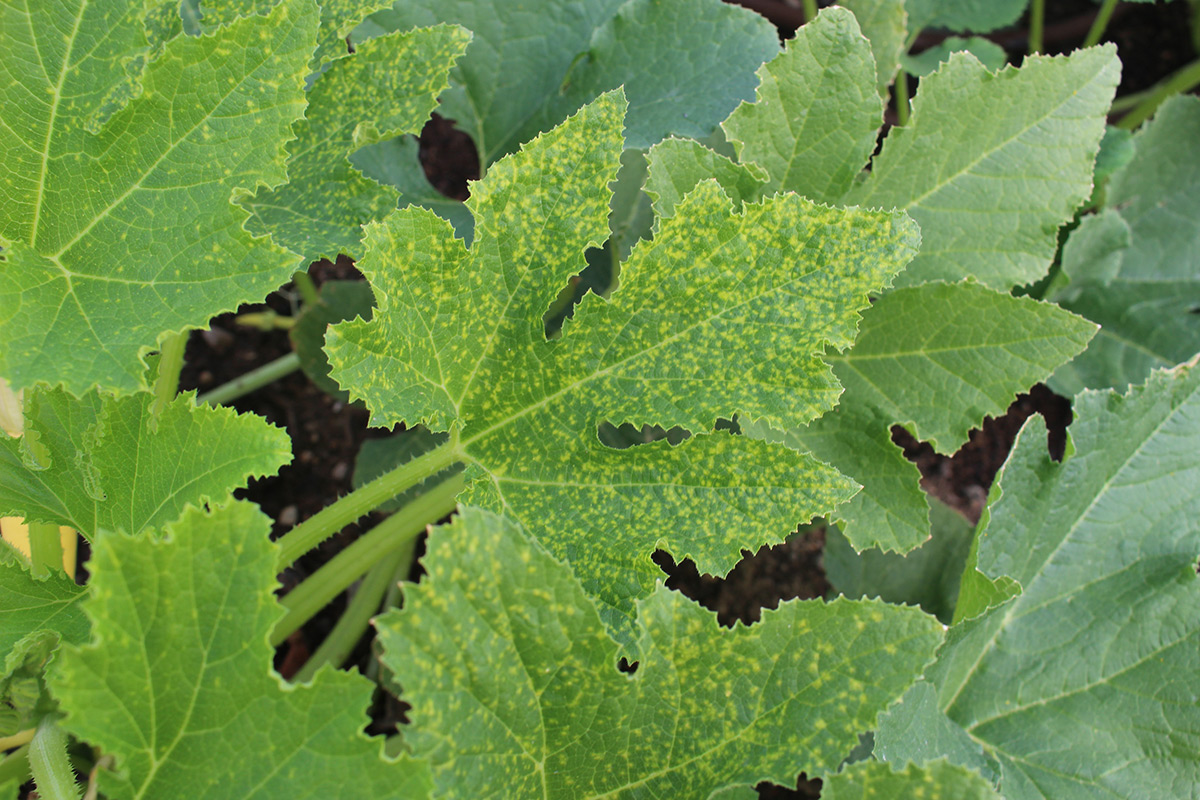 Thrips are a common garden pest that can cause unsightly damage to plants
