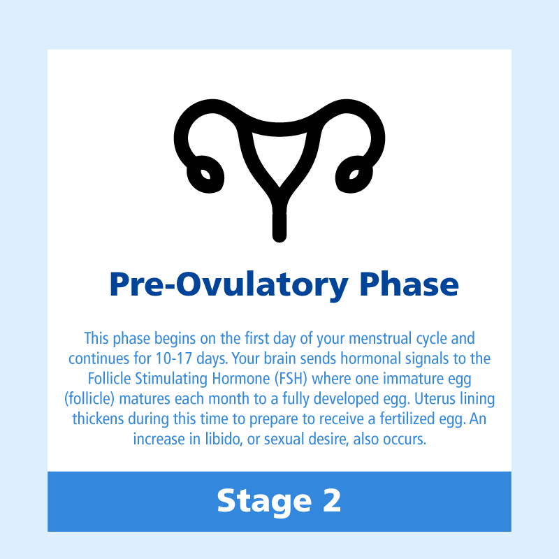 Ovulation Made Simple A Four Phase Review | Intermountain Healthcare